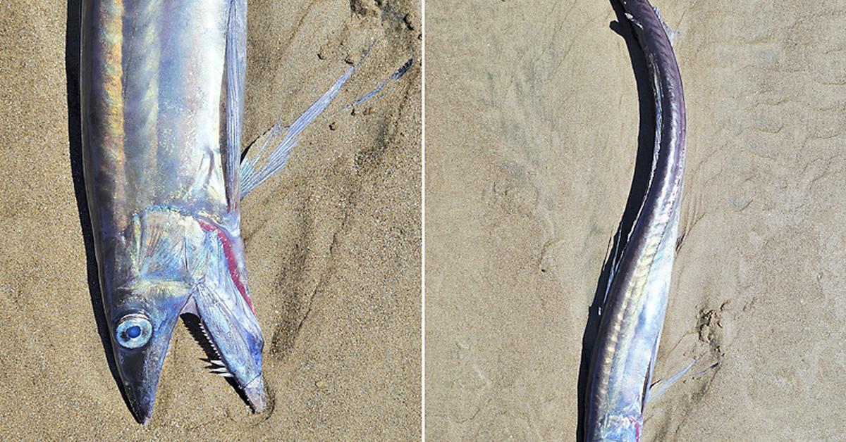 Pictures of Lancetfish