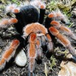 Pictures of Mexican Fireleg Tarantula