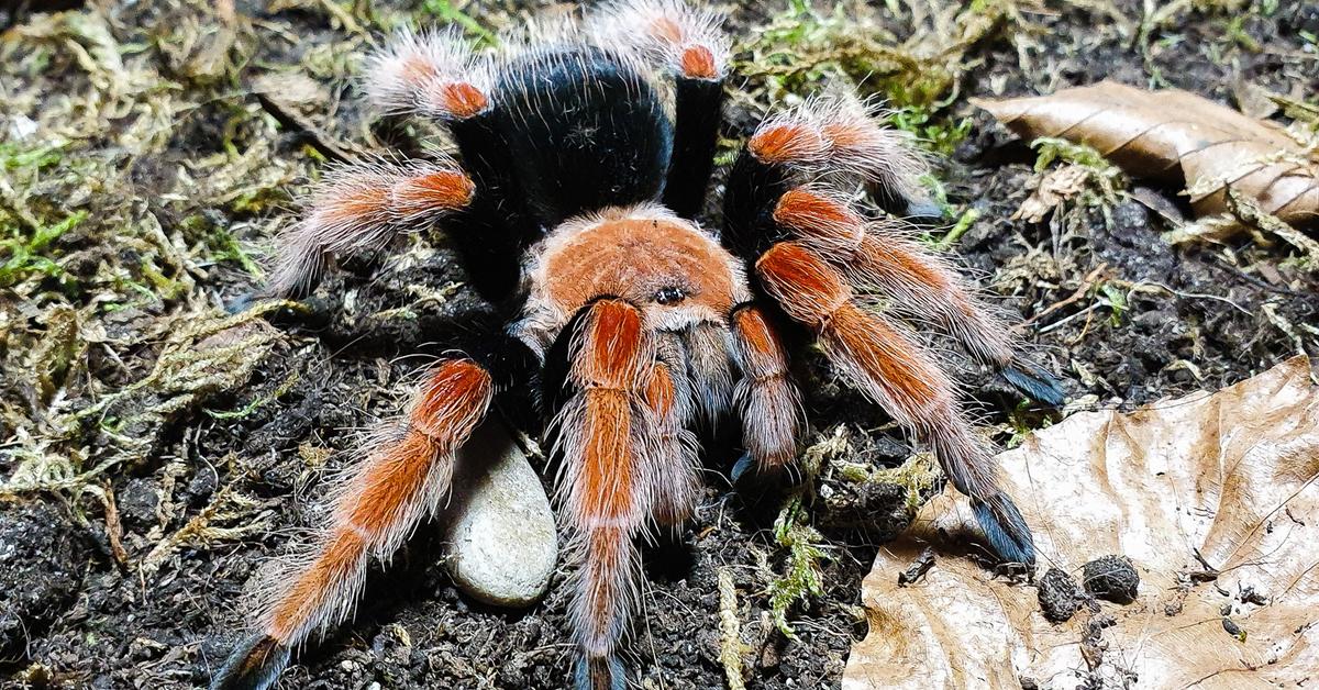 Pictures of Mexican Fireleg Tarantula