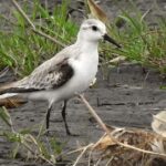 Pictures of Upland Sandpiper