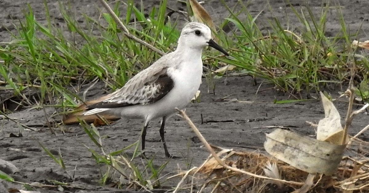 Pictures of Upland Sandpiper