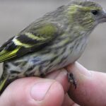 Pictures of European Goldfinch