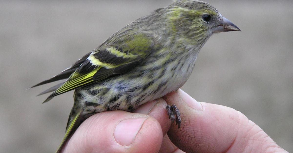 Pictures of European Goldfinch