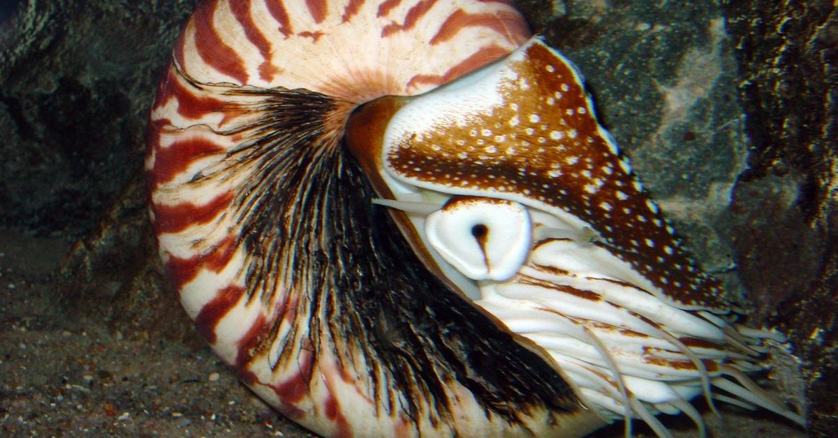 Pictures of Nautilus