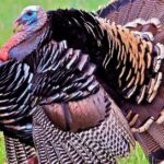 Pictures of Ocellated Turkey