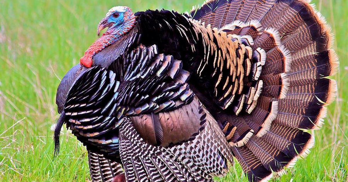 Pictures of Ocellated Turkey