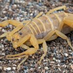 Pictures of Bark Scorpion