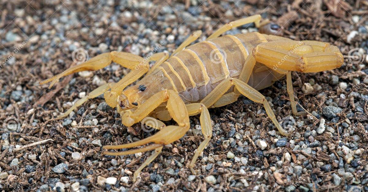 Pictures of Bark Scorpion