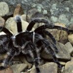 Pictures of Curly Hair Tarantula