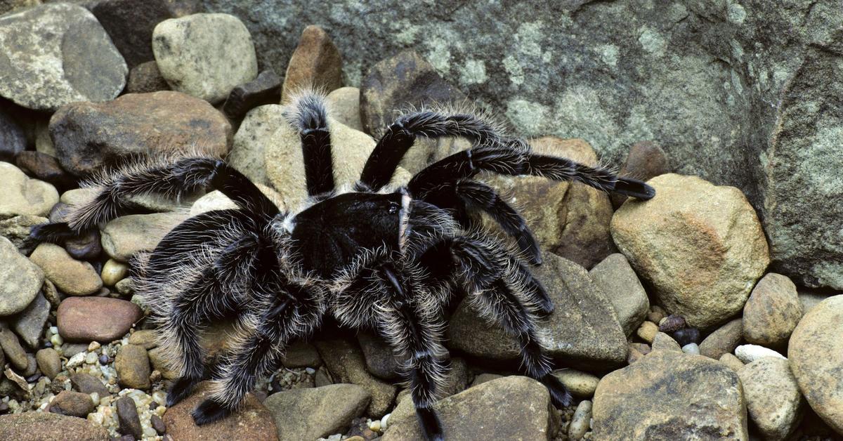 Pictures of Curly Hair Tarantula