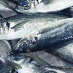 Pictures of Horse Mackerel