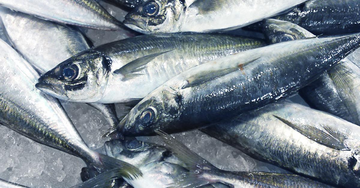 Pictures of Horse Mackerel