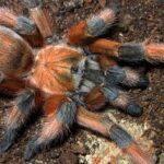 Pictures of California Tarantula