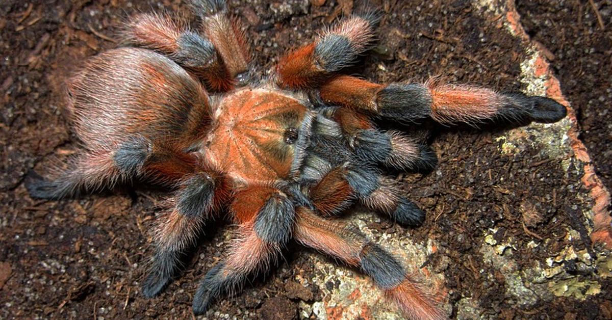 Pictures of California Tarantula