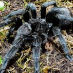 Pictures of Brazilian Black Tarantula