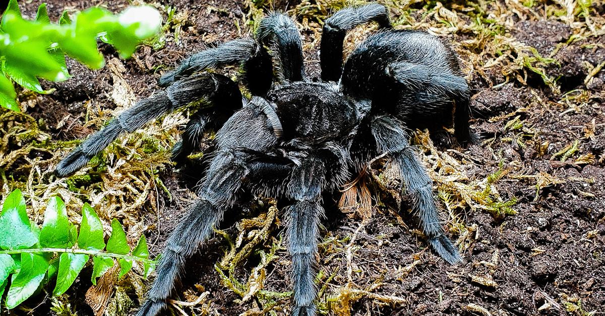 Pictures of Brazilian Black Tarantula