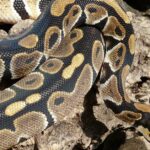 Pictures of Killer Clown Ball Python