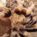 Pictures of Arizona Blonde Tarantula