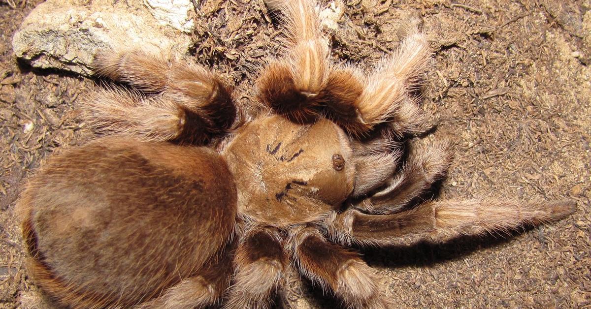 Pictures of Arizona Blonde Tarantula