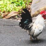 Pictures of Japanese Bantam Chicken