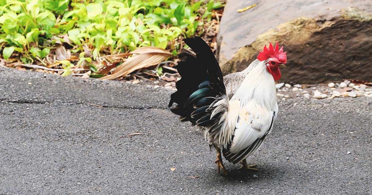 Pictures of Japanese Bantam Chicken