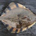 Pictures of Flounder Fish