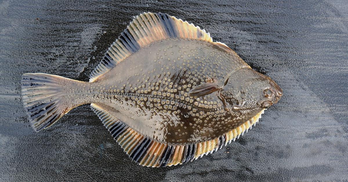 Pictures of Flounder Fish