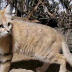 Pictures of Sand Cat