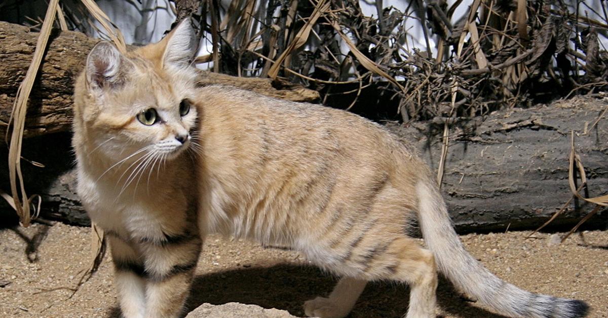 Pictures of Sand Cat