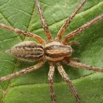 Pictures of Grass Spider