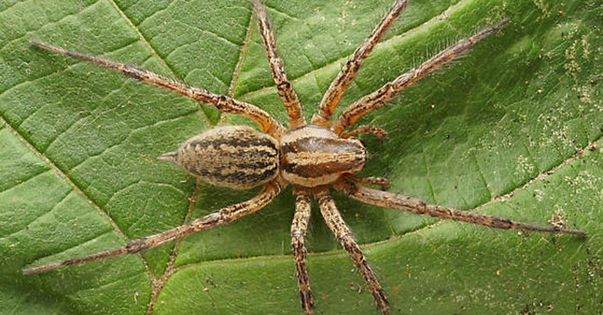 Pictures of Grass Spider