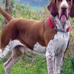 Pictures of Bracco Italiano