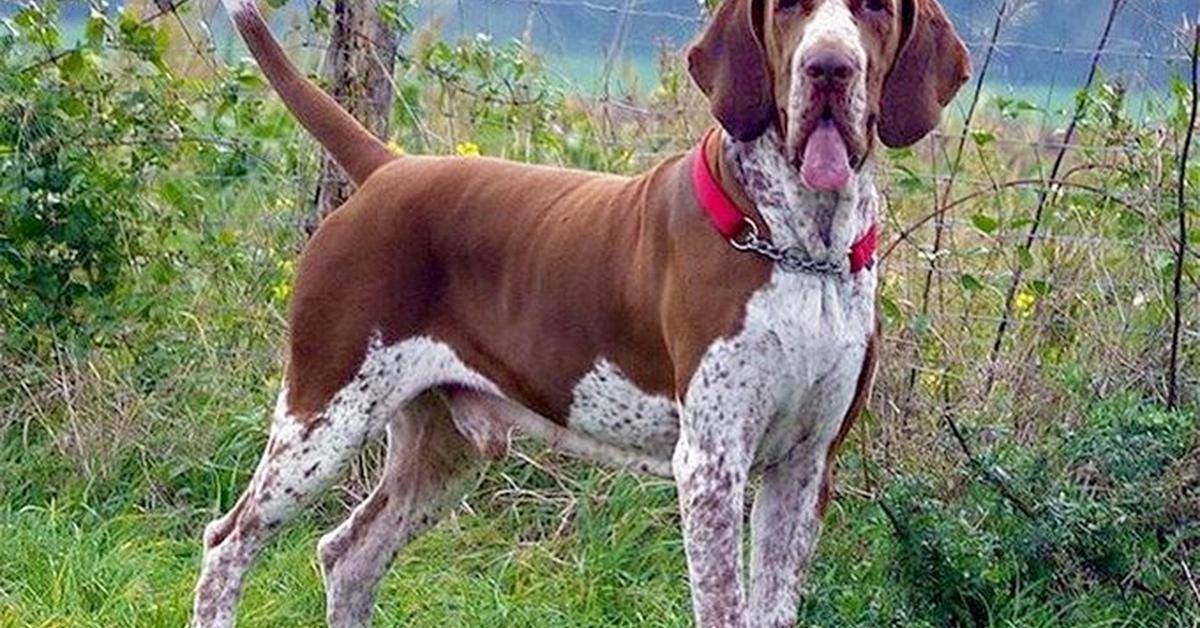 Pictures of Bracco Italiano