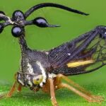 Pictures of Brazilian Treehopper