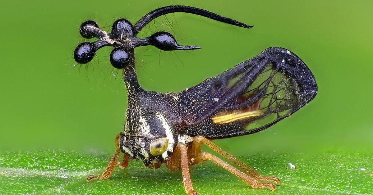 Pictures of Brazilian Treehopper