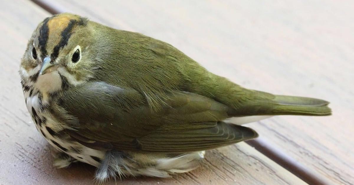 Pictures of Ovenbird