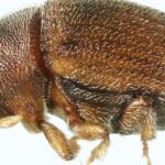 Pictures of Bark Beetle