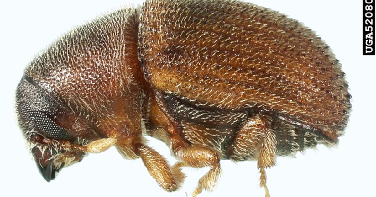 Pictures of Bark Beetle