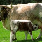 Pictures of English Longhorn Cattle