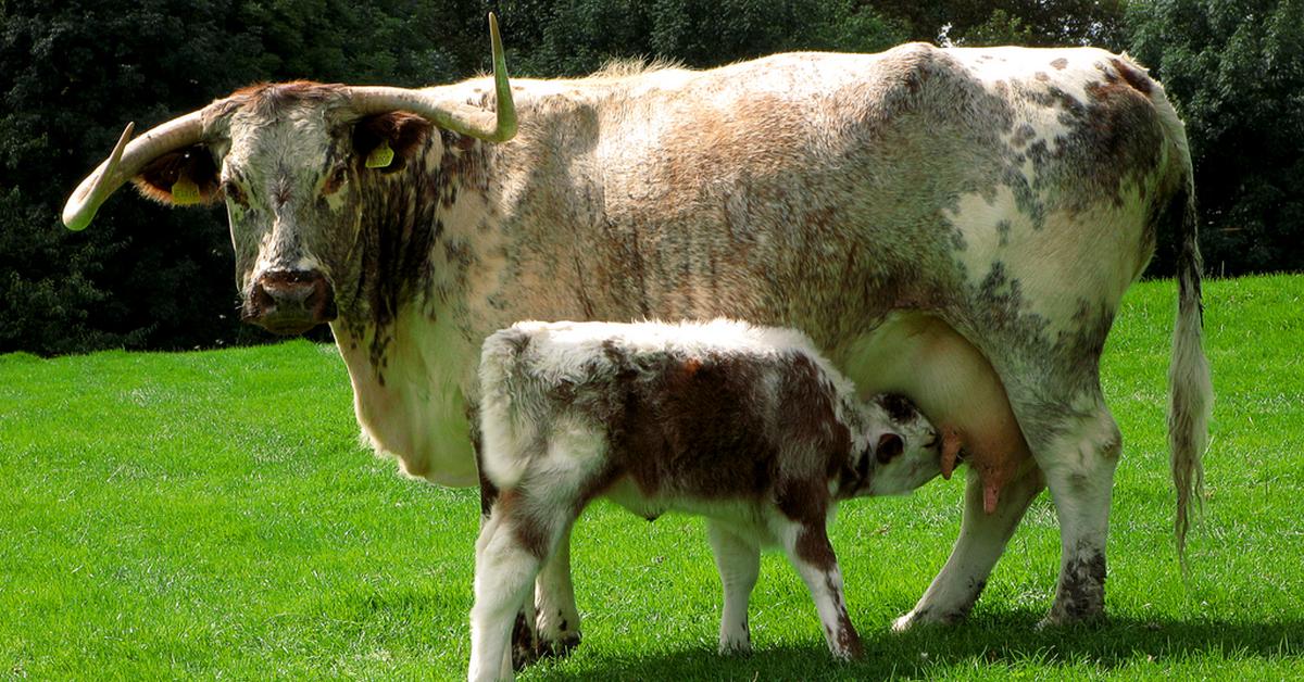 Pictures of English Longhorn Cattle