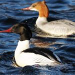 Pictures of Merganser