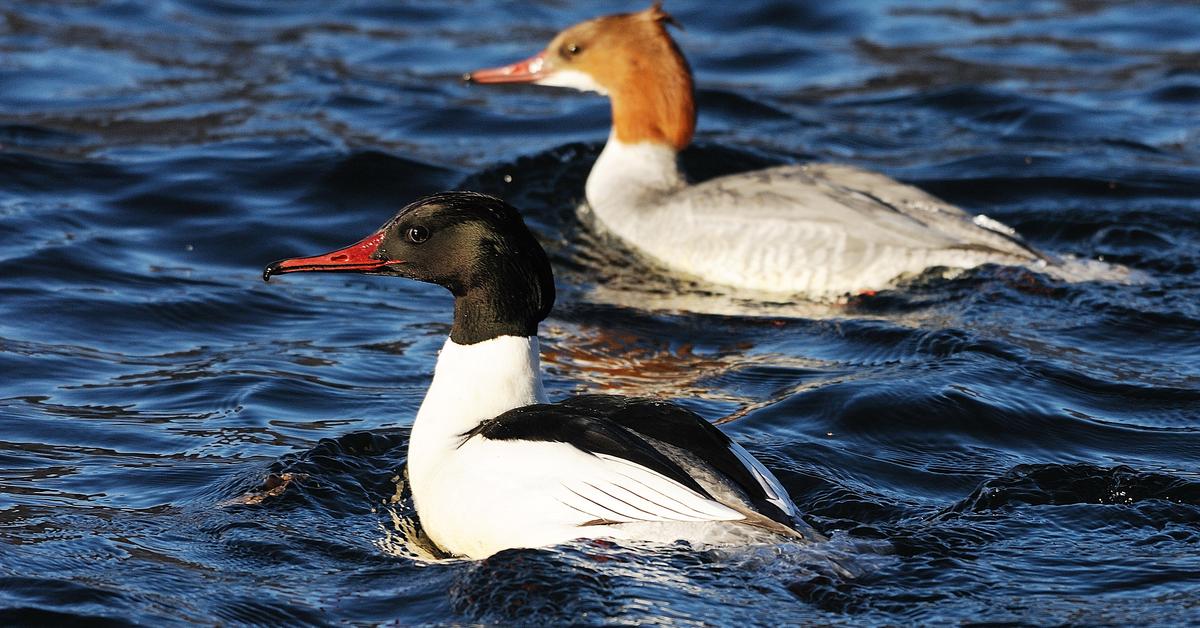 Pictures of Merganser