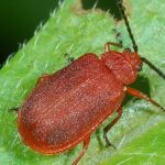 Pictures of Flea Beetle