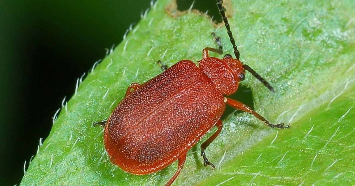 Pictures of Flea Beetle