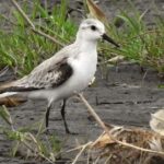 Pictures of Lesser Jacana