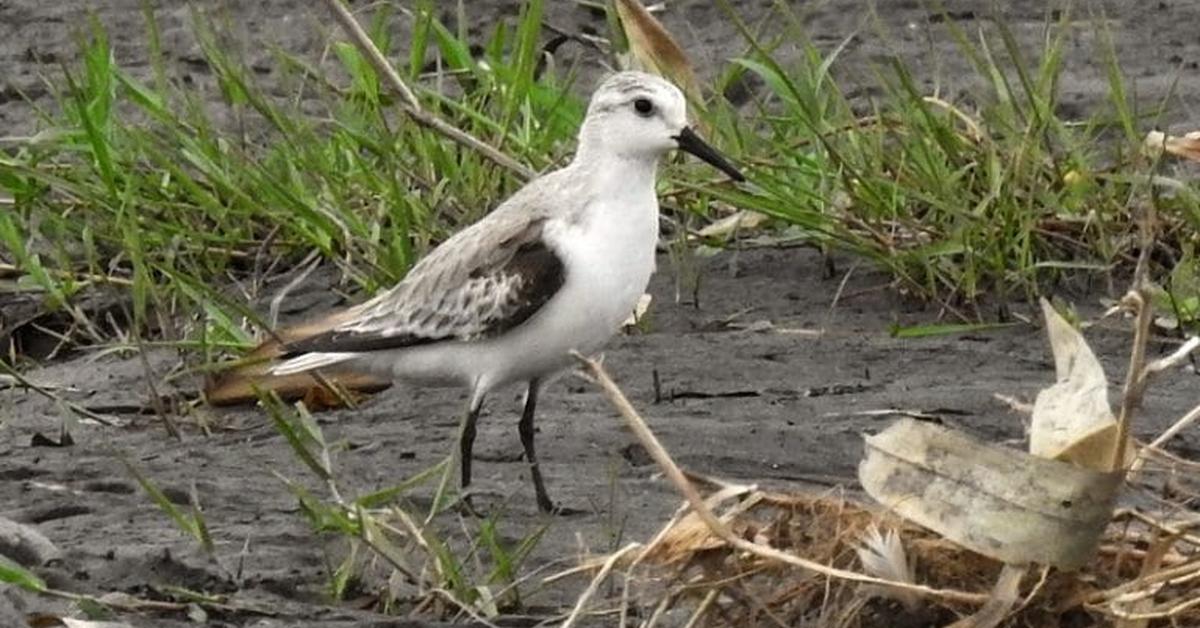 Pictures of Lesser Jacana