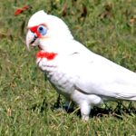 Pictures of Corella