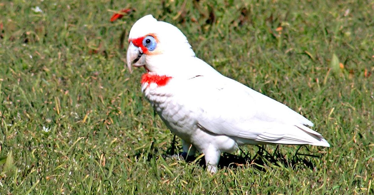 Pictures of Corella