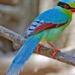 Pictures of Common Green Magpie