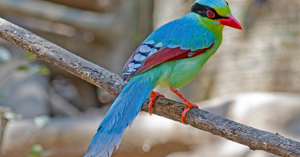 Pictures of Common Green Magpie